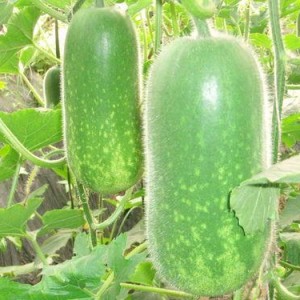 网红大瓜博雅吃瓜视频最全观看,全网最全大瓜集锦，一网打尽网红热点